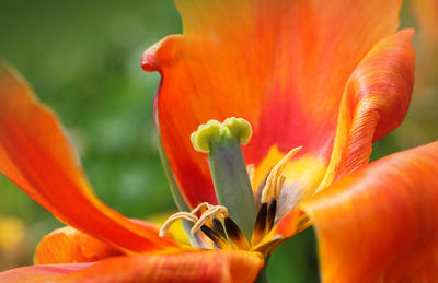 Close-up of orange flower