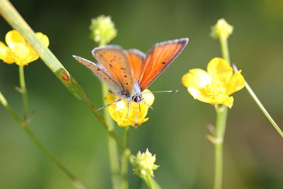 Close-up of butterfly pollinating on flower