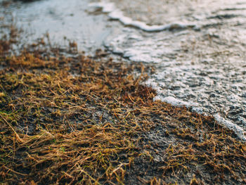 Close-up of water on beach