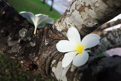 Close-up of white crocus flowers on tree trunk