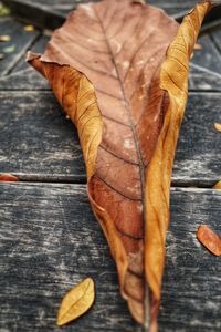 Close-up of dried autumn leaf on wooden table