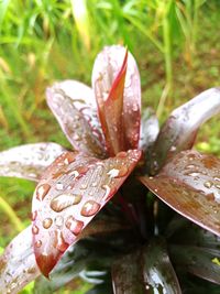 Close-up of dew drops on pink flower