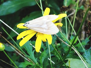 Close-up of butterfly pollinating on yellow flower