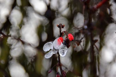 Close-up of red flowering plant