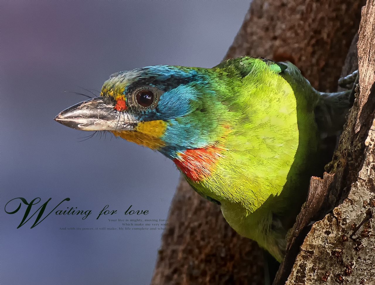 animal themes, vertebrate, animal, animal wildlife, bird, one animal, animals in the wild, close-up, no people, tree, perching, focus on foreground, text, branch, day, nature, parrot, multi colored, plant, beak, animal head, animal eye