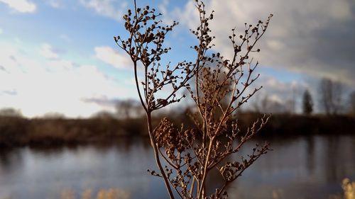 Close-up of reed plant against lake