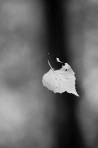 Close-up of dry leaf on plant during winter