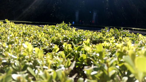 Plants growing outdoors