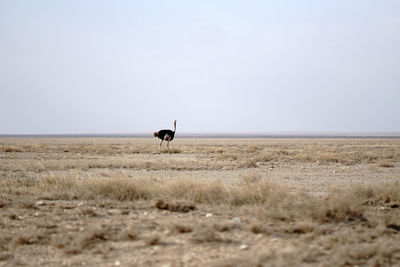 Running ostrich bird on a field