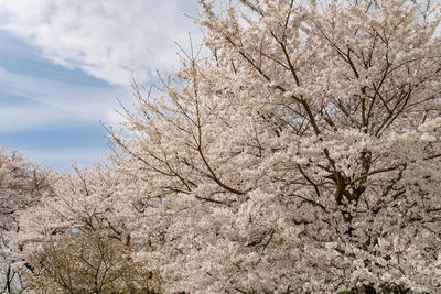 Low angle view of cherry blossom tree against sky