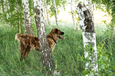 View of dog in forest