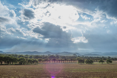 Scenic view of agricultural field against sky