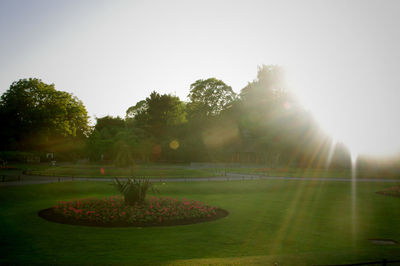 Sun shining through trees in park