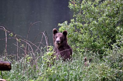 Bear sitting on field against plants