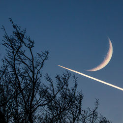Low angle view of trees against sky at dusk