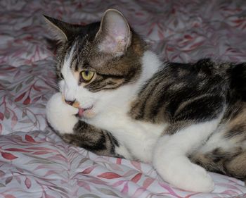 Cat lying down on bed