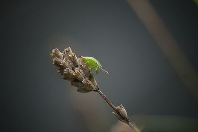 Close-up of insect on plant