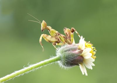 Close-up of insect on flower