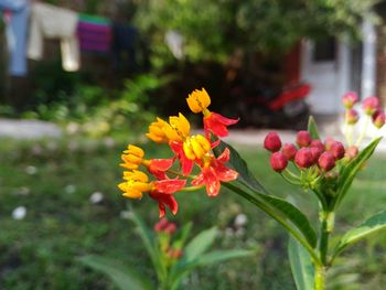 Close-up of yellow flower