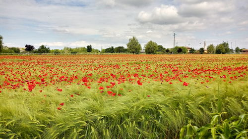 Scenic view of poppy field against sky