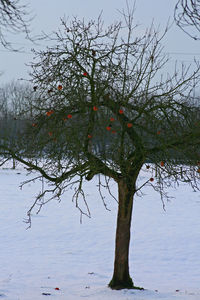 Close-up of tree branch against sky