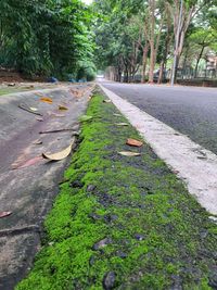 Road amidst leaves in park