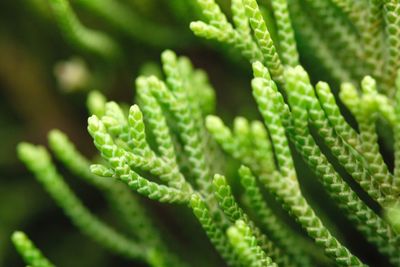 Close-up of fern leaves