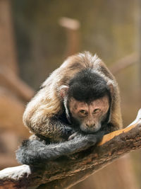 Mindful black capuchin or sapajus nigritus, also known as black-horned capuchin.brown-colored monkey