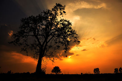 Silhouette tree on field against orange sky