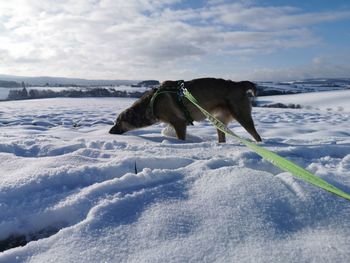 Full length of a dog on snow covered land