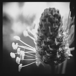 Close-up of flowers