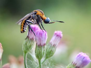 Close-up of insect on purple flower