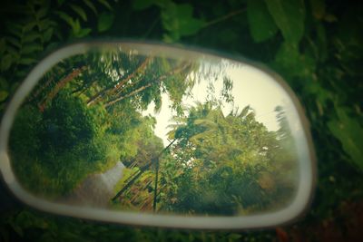 Close-up of plants against trees