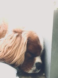 Close-up of dog sleeping