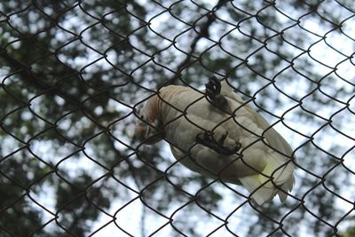 Close-up of little corella perching on chainlink fence