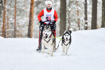 View of a dog in snow