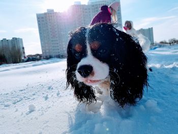 Portrait of dog during winter