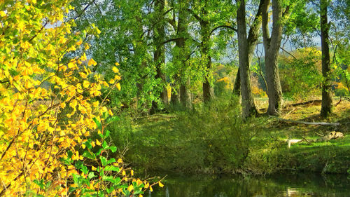 Scenic view of forest