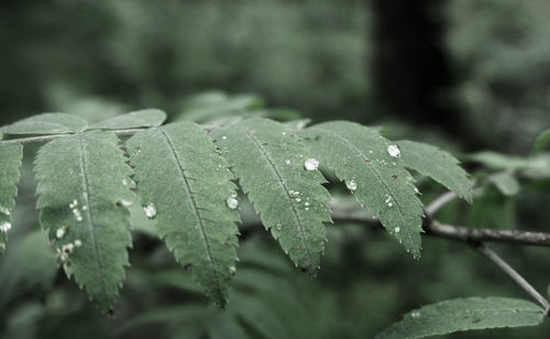 Close-up of raindrops on leaf during winter