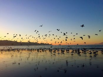 Flock of birds flying over sea