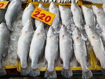 High angle view of fish for sale in market