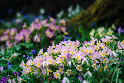 Close-up of purple flowers blooming outdoors