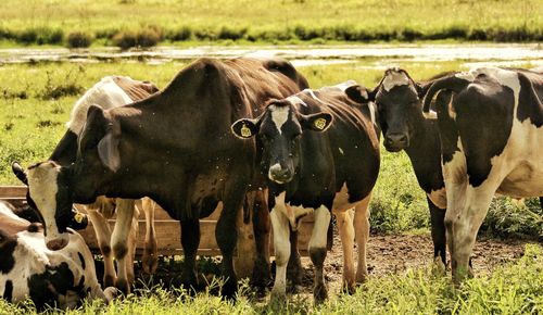 Cows standing in a field