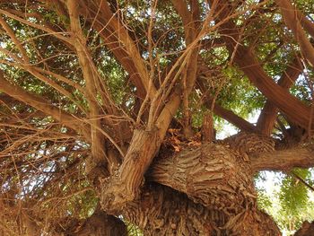 Low angle view of tree trunk