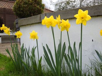 Close-up of yellow daffodil blooming outdoors