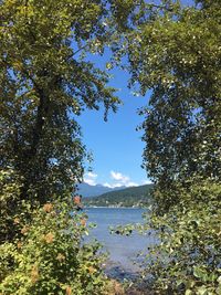 Scenic view of lake in forest against sky