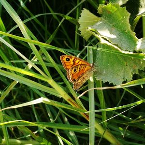 Butterfly on leaf