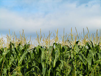 View of stalks in field against sky