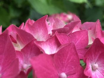 Close-up of pink roses