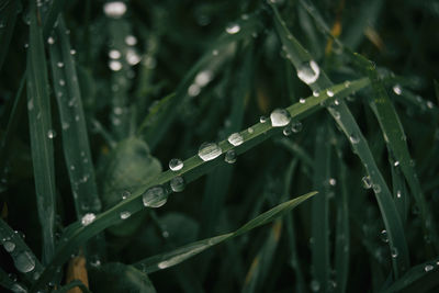 Close-up of raindrops on leaf